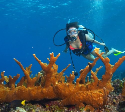 Scuba Diving